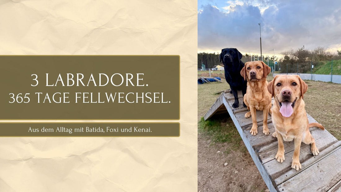 3 Labradore, 365 Tage Fellwechsel – so halten wir Haus und Wohnmobil sauber