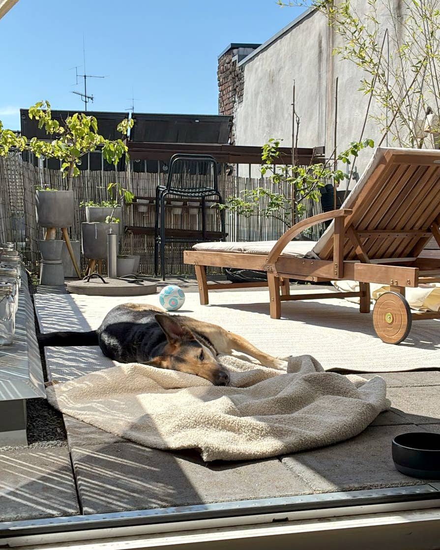 Hund liegt entspannt auf der BUDDY Hundedecke Teddy "LeFluff" auf einer sonnigen Terrasse.Hundedecke Teddy LeFluff als gemütlicher Ruheplatz im Außenbereich