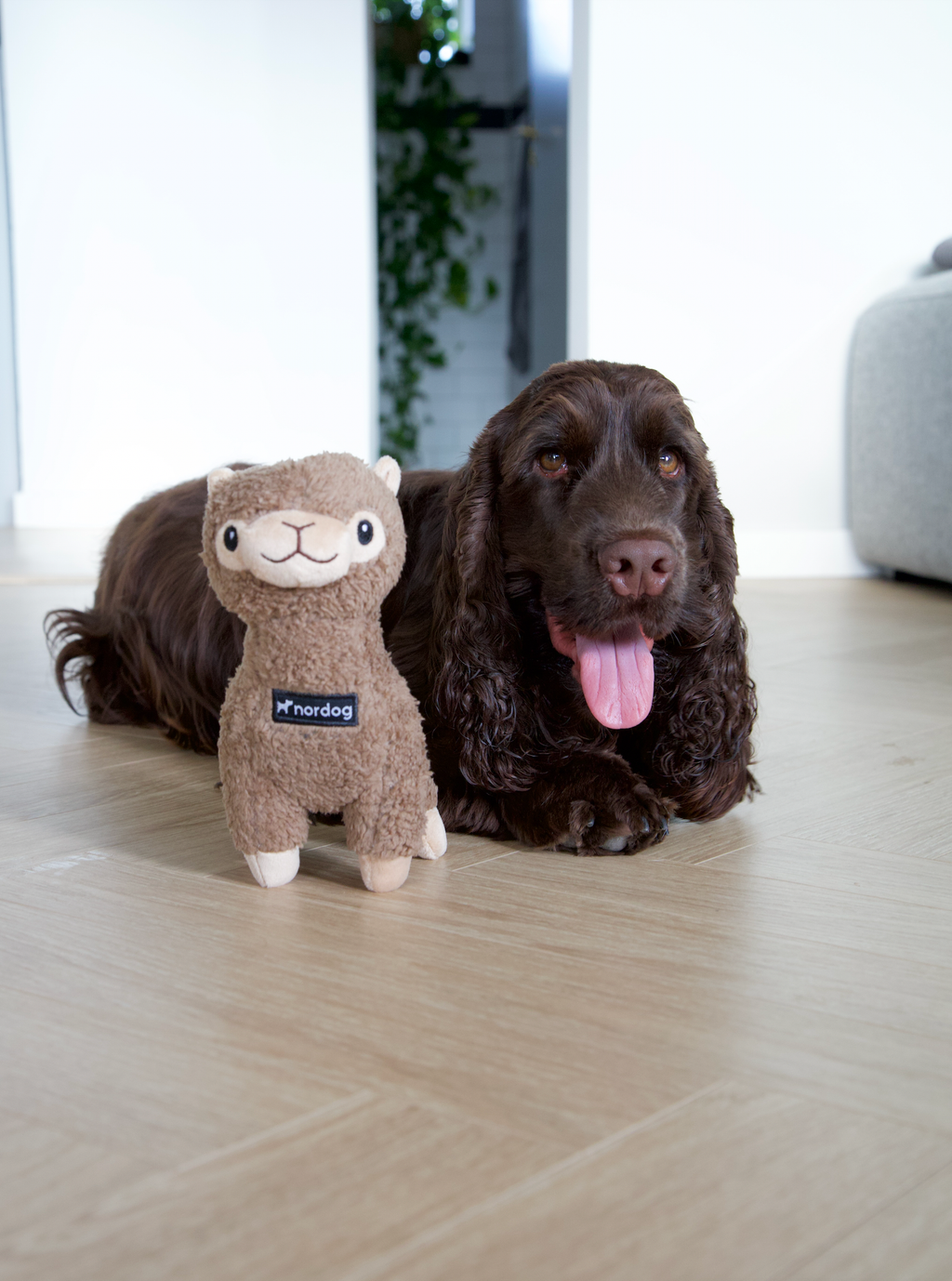 Benji Mini-Alpaka