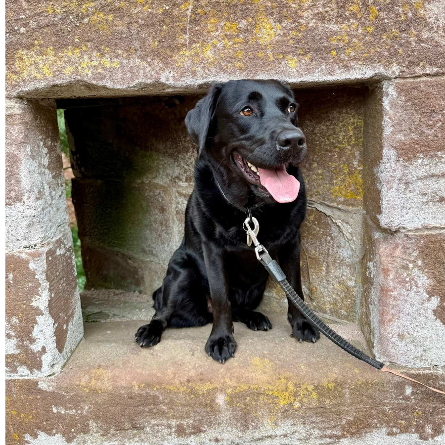 Batida, eine schwarze Labradorhündin