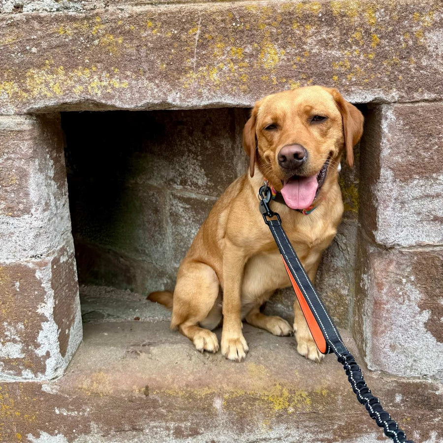 Foxi, eine Labradorhündin