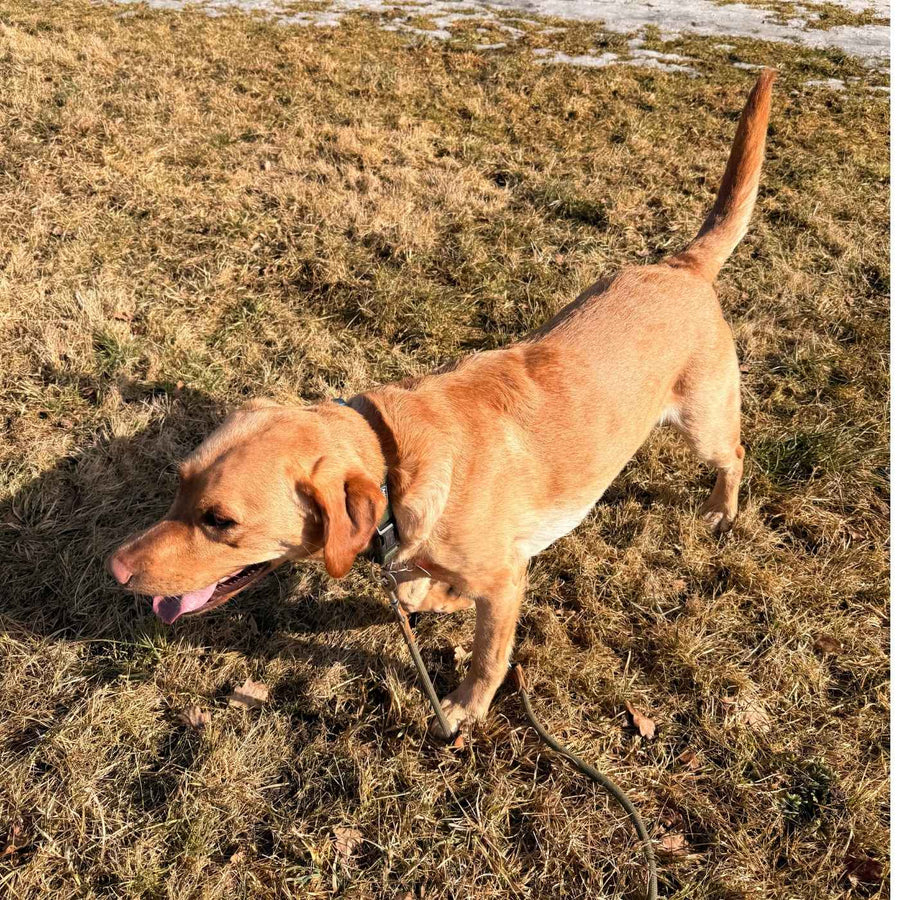 Kenai, ein schwarzer Labradorrüde